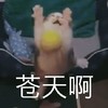 萌宠 猫星人 苍天啊 无奈 呆萌 可爱