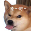萌宠 汪星人 略 哼 呆萌 可爱