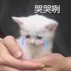 热门表情 萌宠 猫咪 猫 哭哭咧 伤心