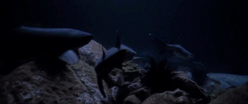 BBC:鲨鱼 动物 捕食 白鳍礁鲨 科普 鲨鱼