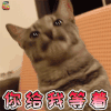 萌宠 猫咪 猫 生气 你给我等着 soogif soogif出品