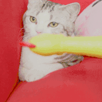 猫咪 安静 害怕 逃跑