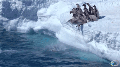 企鹅 penguin 跳水