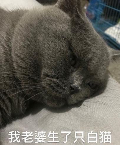猫星人 可爱 魔性 沙雕 文字表情包