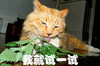 喵星人 吸毒 可爱 我就试一试