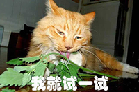 喵星人 吸毒 可爱 我就试一试