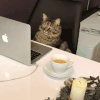 萌宠 猫星人 工作 精致 享受 搞怪