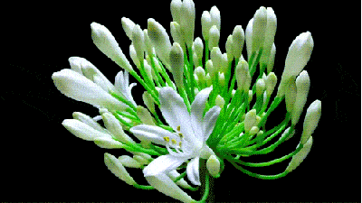 花朵gif动态图片,盛开漂亮白色动图表情包下载 - 影视