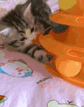 猫咪 喵星人 搞笑 可爱 淘气