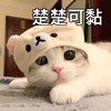 萌宠 猫星人 楚楚可怜 搞怪 呆萌