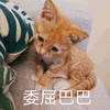委屈巴巴 猫 搞怪 逗