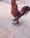 鸡 搞笑 搞怪 动物
