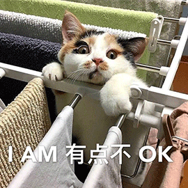 萌宠 猫咪 猫 有点不OK 搞怪