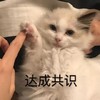 萌宠 猫星人 击掌 达成共识 呆萌 可爱