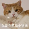 萌宠 猫星人 哼 你是在惹我 呆萌 可爱