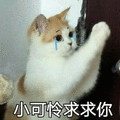 可怜 猫 求求你