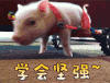 猪 动物 学会坚强 soogif soogif出品