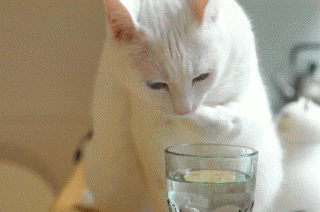 猫 喵星人 萌宠 可爱