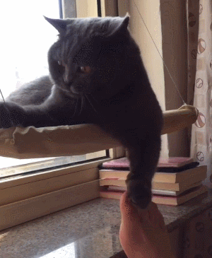 猫咪 脚丫 玻璃 透明