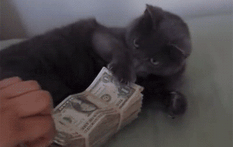 猫 钱 生气 保护