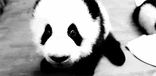 熊猫 地上 爬行 可爱