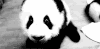 熊猫 地上 爬行 可爱