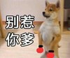 萌宠 汪星人 别惹你爹 搞怪 逗