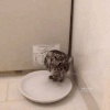 猫头鹰 洗澡 乖巧 可爱