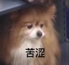 萌宠 汪星人 苦涩 无奈 搞怪 呆萌
