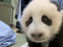 熊猫 幼兽 小礼物 圣地亚哥动物园