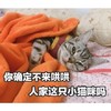 萌宠 喵星人 你确定不来哄我吗 快点过来哄我 呆萌 可爱
