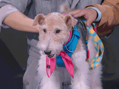 战斗吧萌犬 狗狗 素材 soogif soogif出品
