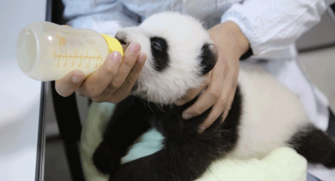 熊猫 可爱 滚滚 宝宝 萌萌哒 喝奶