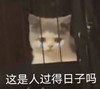 萌宠 猫星人 这是人过的日子吗 伤心 搞怪 逗