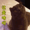 soogif 这是啥呀 猫 soogif出品
