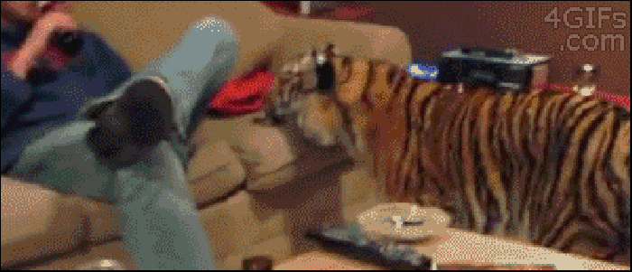 老虎 玩耍 人物 动态