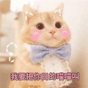 沙雕猫gif猫咪gif猫gif可爱猫gif猫表情包gif猫咪表情包gif小猫gif