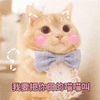 沙雕猫 猫咪 猫 可爱猫 猫表情包 猫咪表情包 小猫