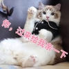 萌宠 猫星人 过来给我亲一下 开心 搞怪 逗