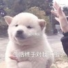 萌宠 汪星人 生活终于对我下手了 难受 搞怪 逗