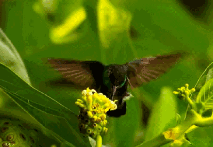 蜂鸟 小鸟 夏天 花朵
