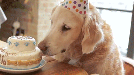 生日 狗 蛋糕 吃