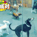 狗狗 跳跃   活泼