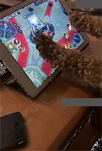 狗狗 玩iPad 打王者 神犬