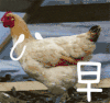 动物 萌宠 小鸡 早安 搞笑