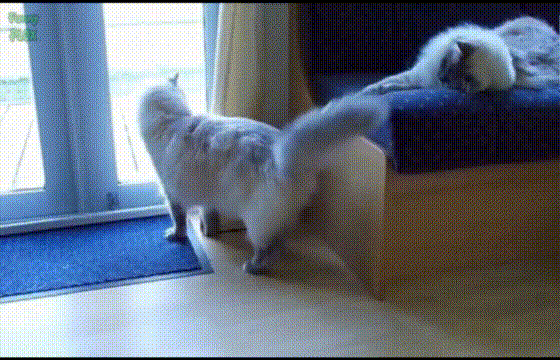 猫咪 玩尾巴 可爱