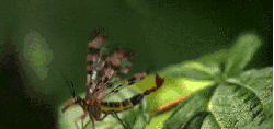昆虫 神话的森林 纪录片 起飞 飞蛾