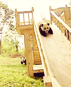 熊猫 国宝 可爱 萌