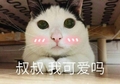 叔叔 我可爱吗 猫 害羞