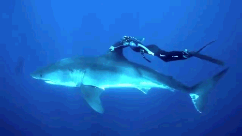 海洋 鲨鱼 大白鲨 跳水 浮潜